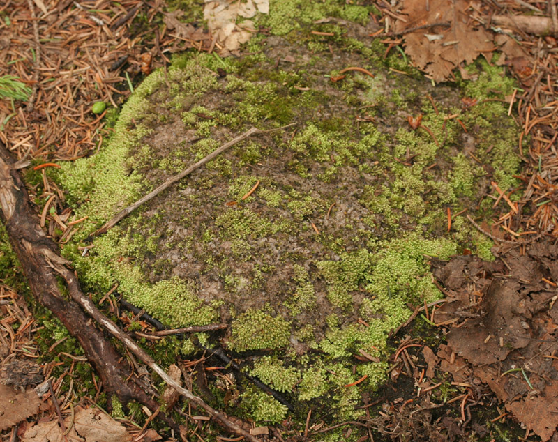 Scapania umbrosa